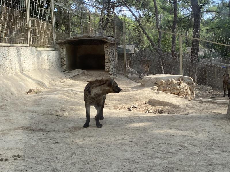 Зоопарк в Анталии