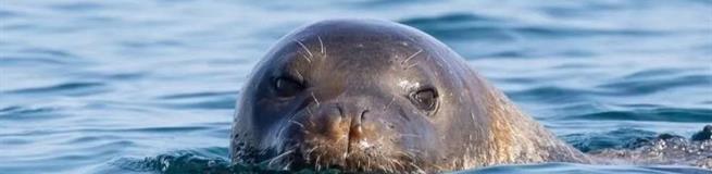 А вы знали, что в Анталье водятся тюлени?