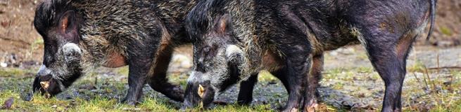 На радость туристам, на страх местным: дикие кабаны совершают набеги на улицы в районе Мармариса